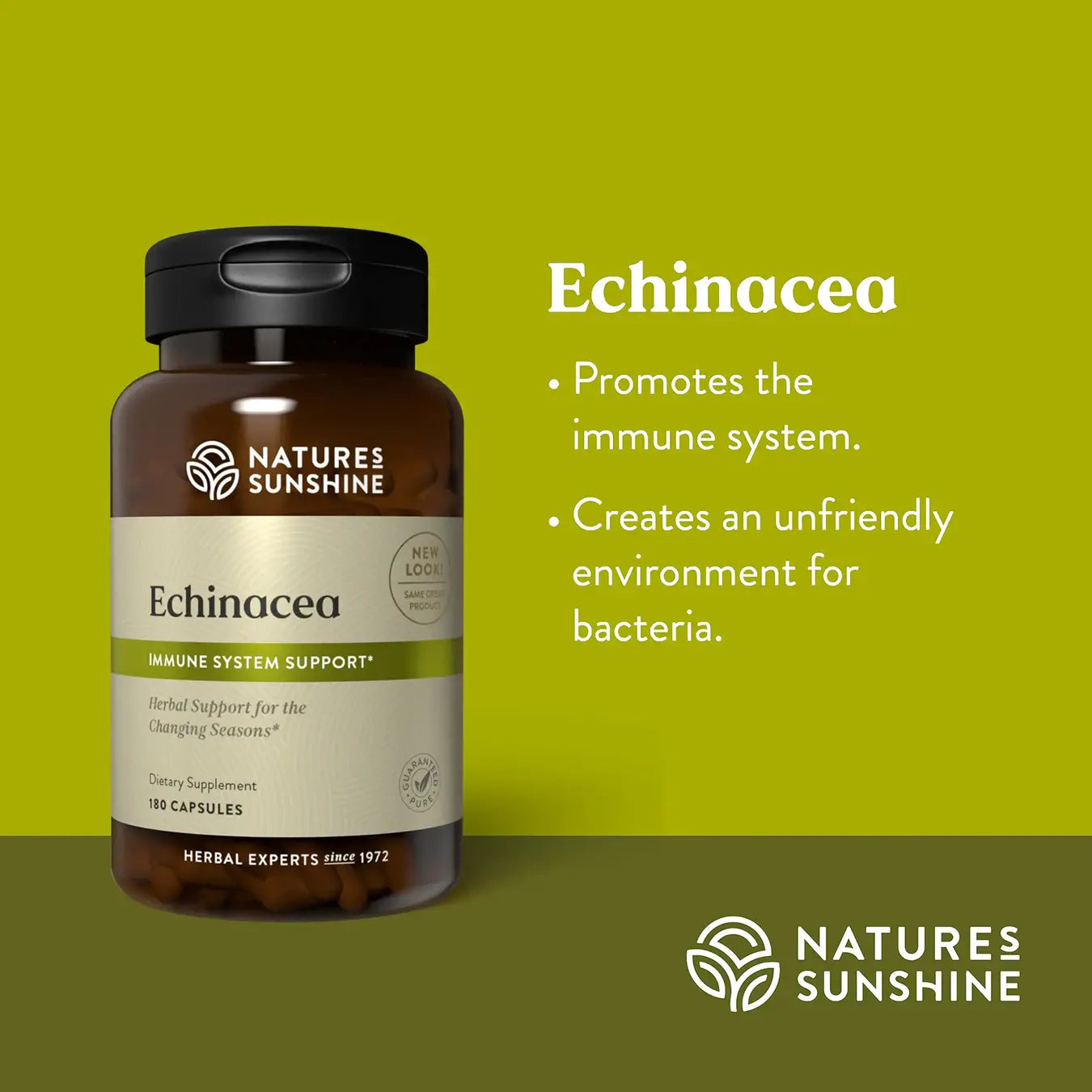 Echinacea